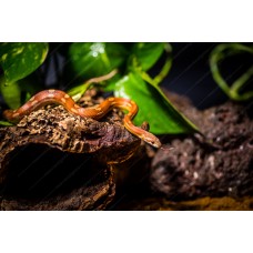 Serpiente del maizal - Guttata het scaleless - Pantherophis guttatus